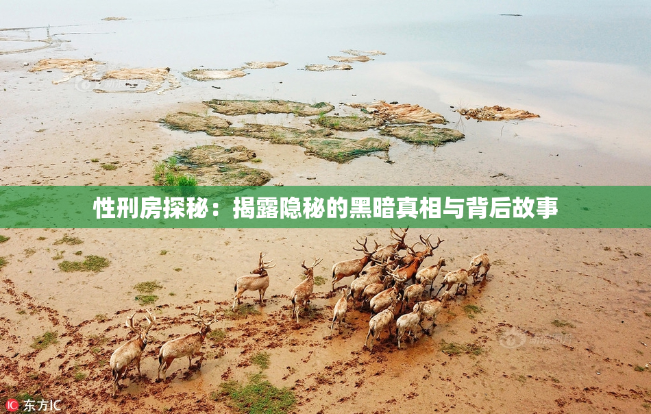 性刑房探秘：揭露隐秘的黑暗真相与背后故事
