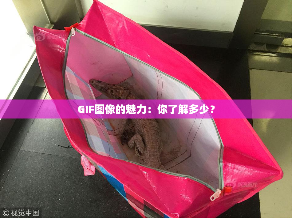 GIF图像的魅力：你了解多少？