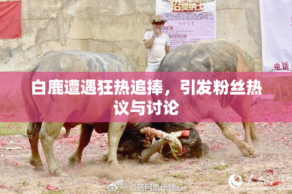 白鹿遭遇狂热追捧，引发粉丝热议与讨论
