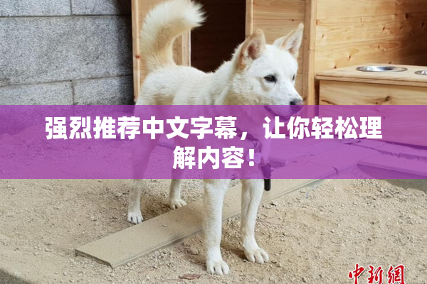 强烈推荐中文字幕，让你轻松理解内容！