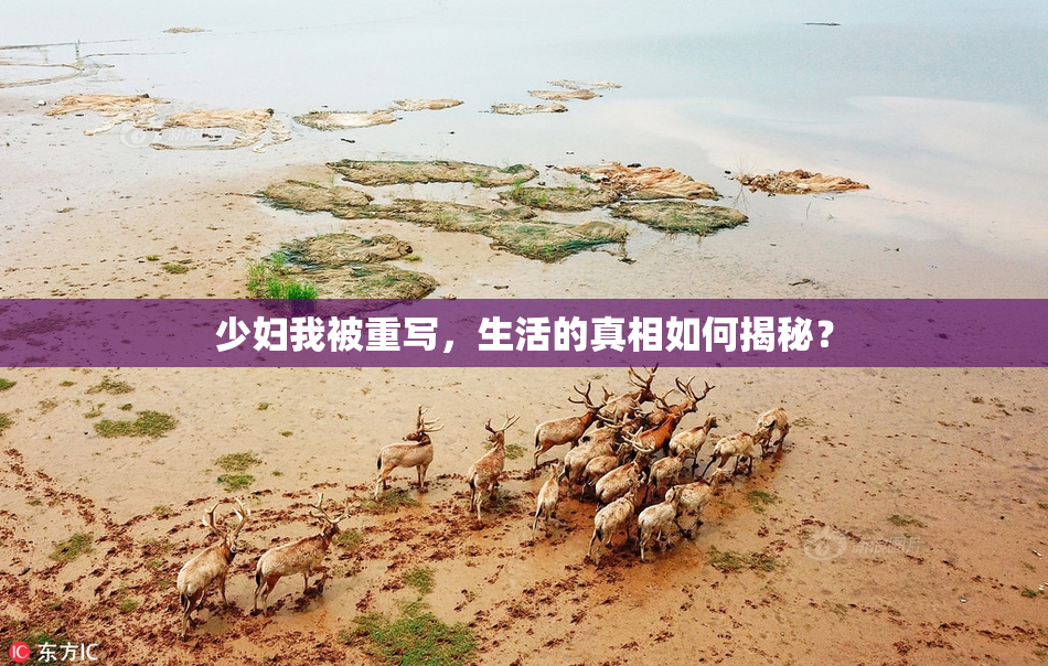 少妇我被重写，生活的真相如何揭秘？