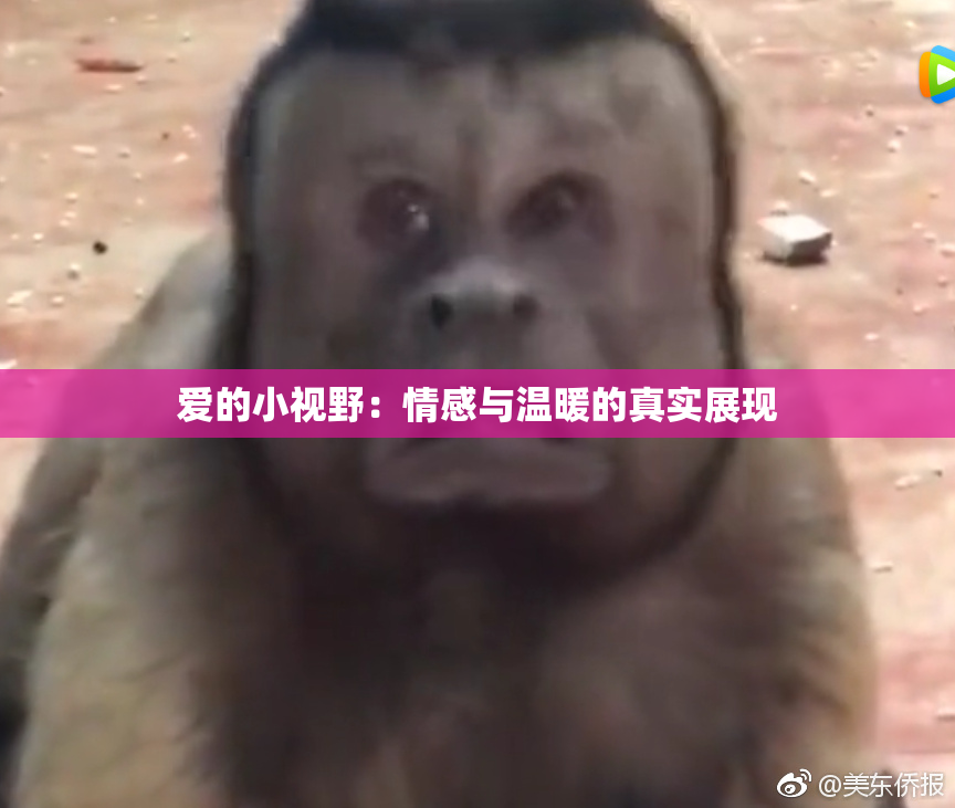 爱的小视野：情感与温暖的真实展现