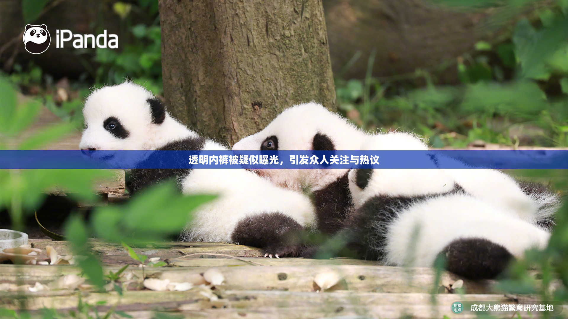 透明内裤被疑似曝光，引发众人关注与热议