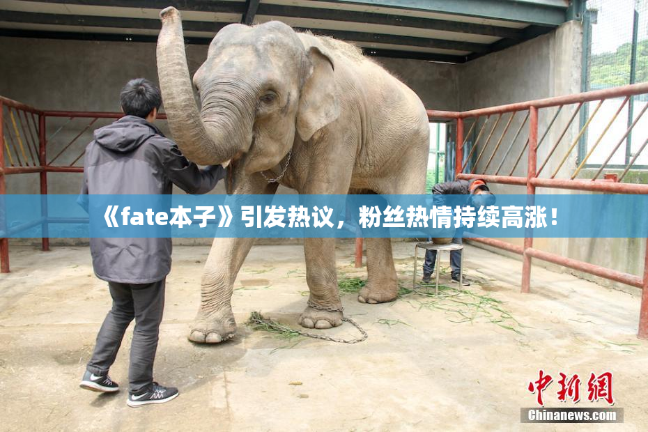 《fate本子》引发热议，粉丝热情持续高涨！