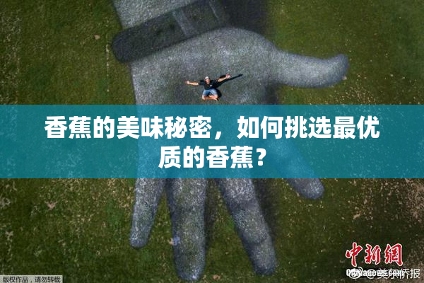 香蕉的美味秘密，如何挑选最优质的香蕉？