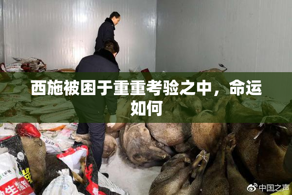 西施被困于重重考验之中，命运如何