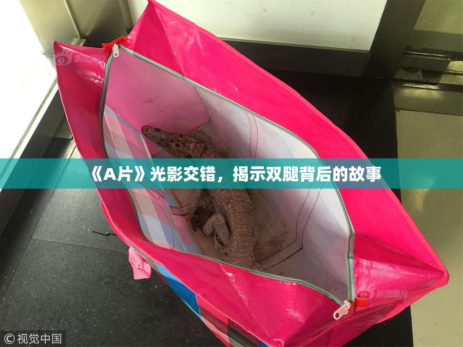 《A片》光影交错，揭示双腿背后的故事