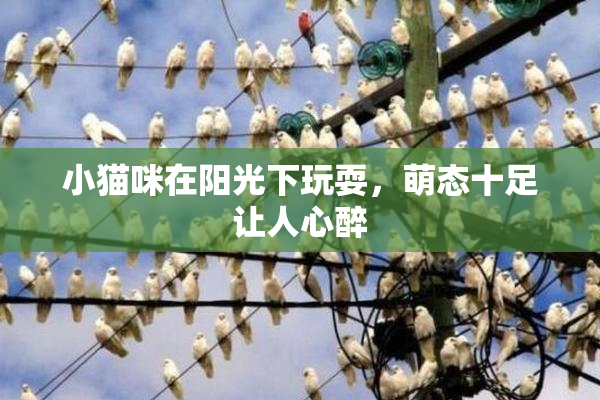 小猫咪在阳光下玩耍，萌态十足让人心醉