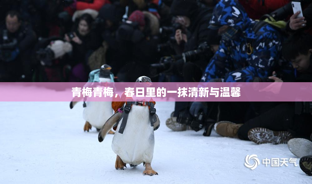 青梅青梅，春日里的一抹清新与温馨