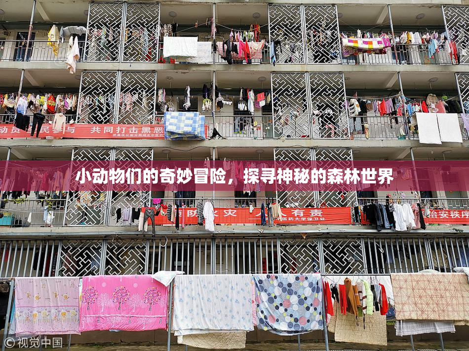 小动物们的奇妙冒险，探寻神秘的森林世界