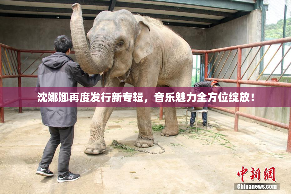 沈娜娜再度发行新专辑，音乐魅力全方位绽放！