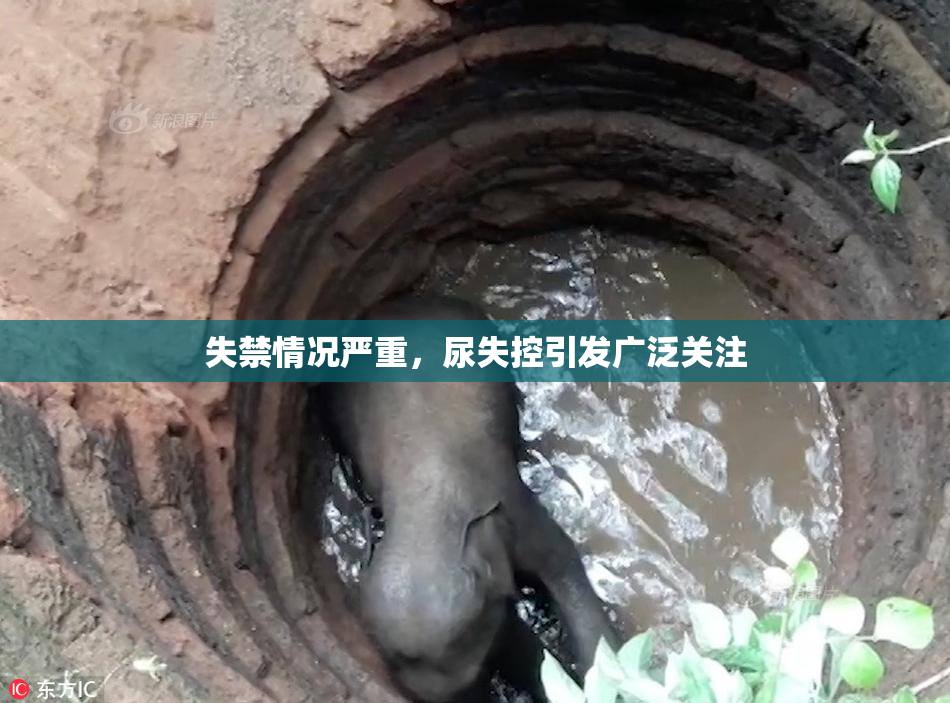 失禁情况严重，尿失控引发广泛关注