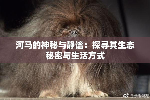 河马的神秘与静谧：探寻其生态秘密与生活方式