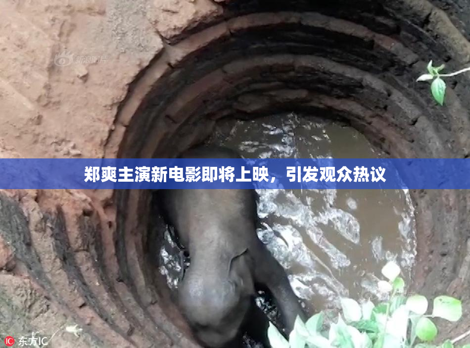 郑爽主演新电影即将上映，引发观众热议
