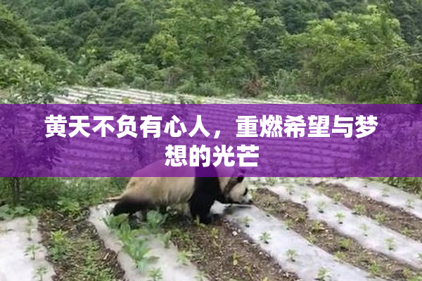黄天不负有心人，重燃希望与梦想的光芒