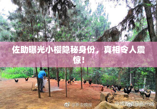 佐助曝光小樱隐秘身份，真相令人震惊！
