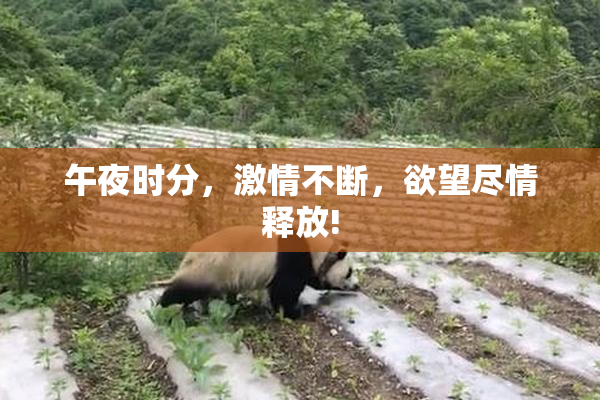 午夜时分，激情不断，欲望尽情释放!
