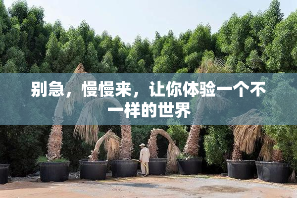 别急，慢慢来，让你体验一个不一样的世界