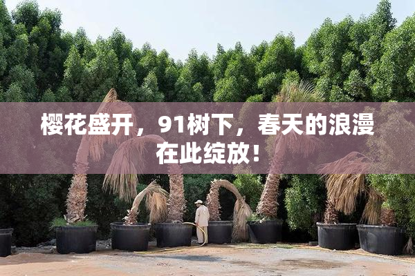 樱花盛开，91树下，春天的浪漫在此绽放！