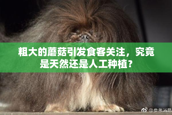 粗大的蘑菇引发食客关注，究竟是天然还是人工种植？