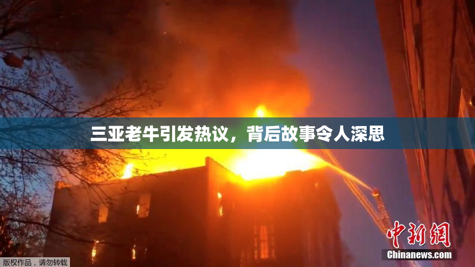 三亚老牛引发热议，背后故事令人深思