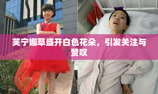 芙宁娜草盛开白色花朵，引发关注与赞叹