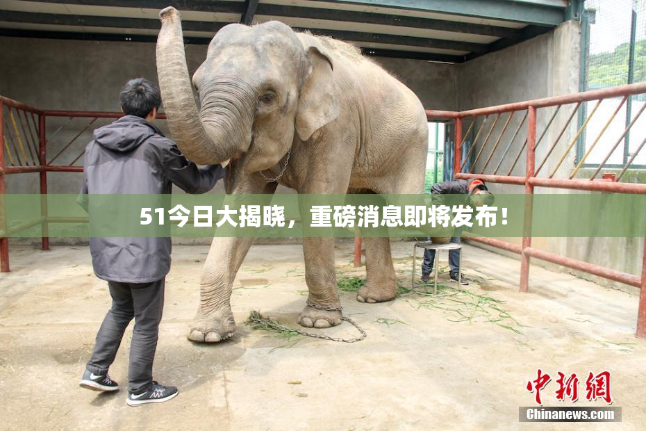 51今日大揭晓，重磅消息即将发布！