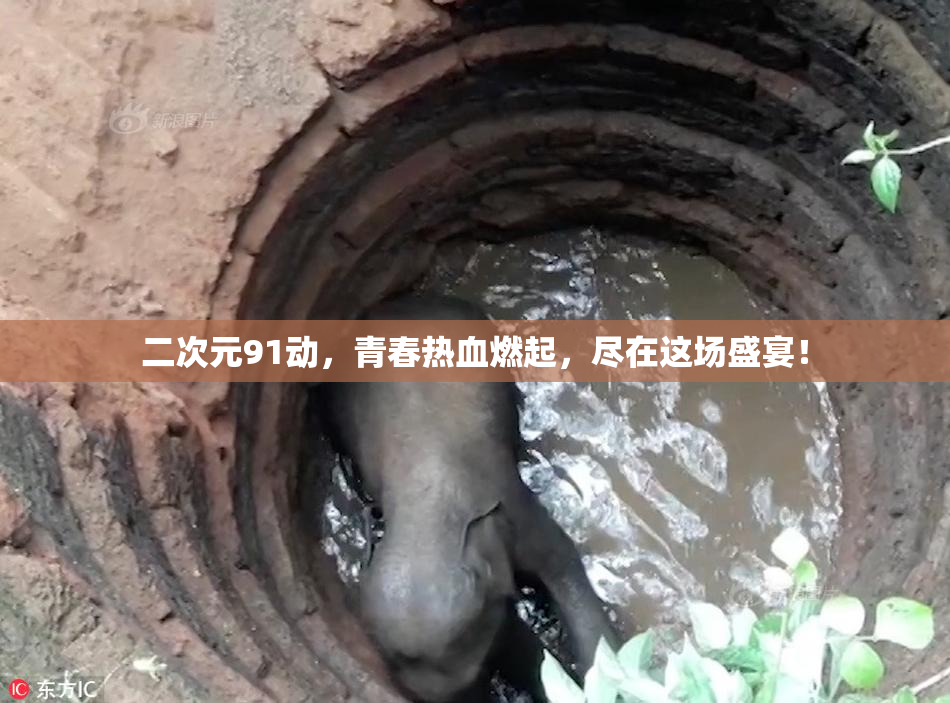二次元91动，青春热血燃起，尽在这场盛宴！