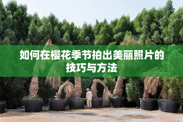 如何在樱花季节拍出美丽照片的技巧与方法