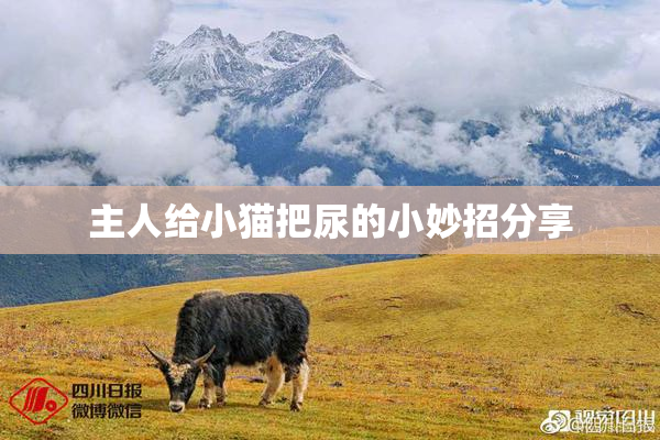 主人给小猫把尿的小妙招分享