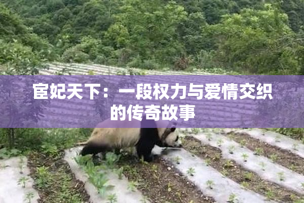 宦妃天下：一段权力与爱情交织的传奇故事