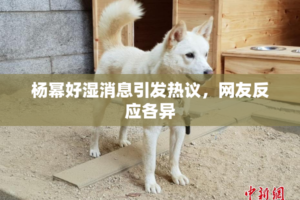 杨幂好湿消息引发热议，网友反应各异