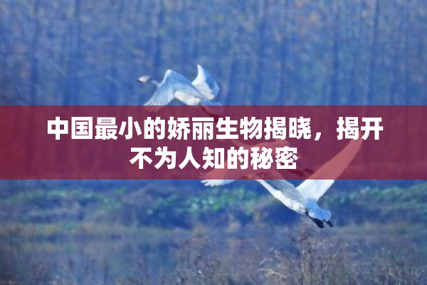 中国最小的娇丽生物揭晓，揭开不为人知的秘密