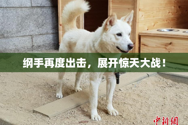 纲手再度出击，展开惊天大战！