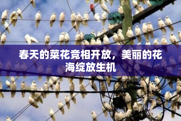 春天的菜花竞相开放，美丽的花海绽放生机