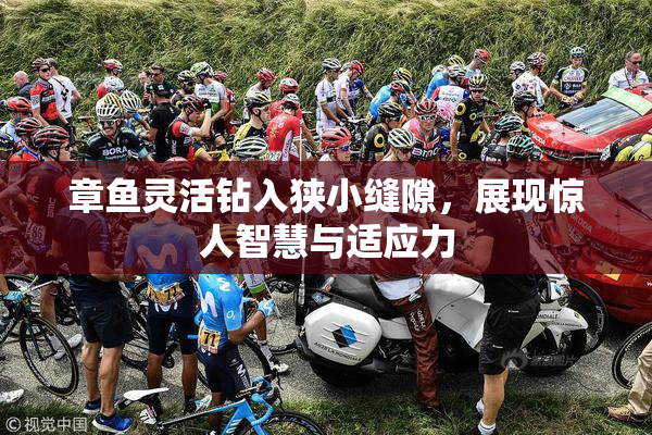章鱼灵活钻入狭小缝隙，展现惊人智慧与适应力