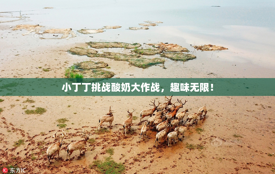 小丁丁挑战酸奶大作战，趣味无限！