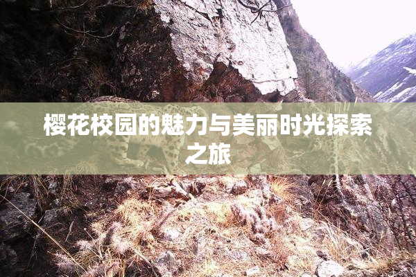 樱花校园的魅力与美丽时光探索之旅