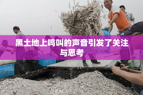 黑土地上鸣叫的声音引发了关注与思考