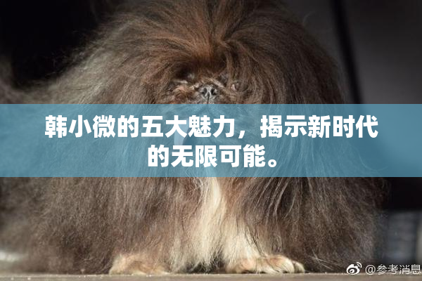 韩小微的五大魅力，揭示新时代的无限可能。