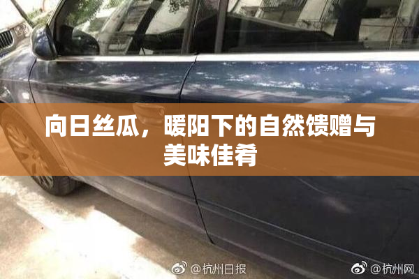 向日丝瓜，暖阳下的自然馈赠与美味佳肴