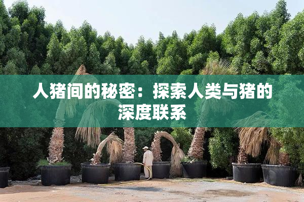 人猪间的秘密：探索人类与猪的深度联系