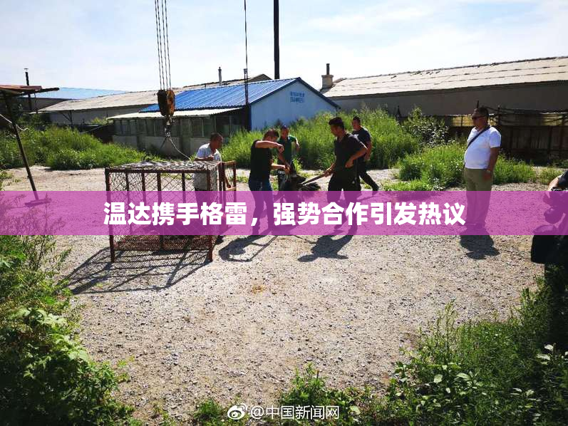 温达携手格雷，强势合作引发热议