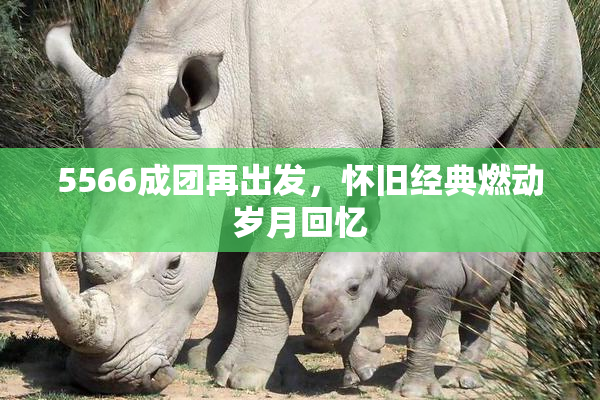 5566成团再出发，怀旧经典燃动岁月回忆