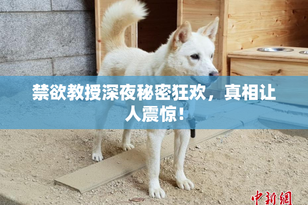 禁欲教授深夜秘密狂欢，真相让人震惊！