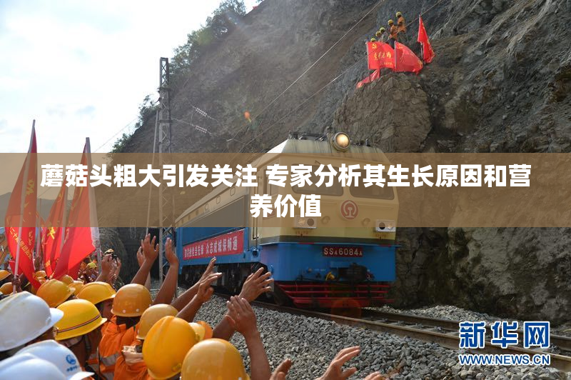 蘑菇头粗大引发关注 专家分析其生长原因和营养价值