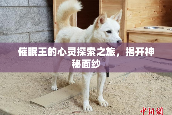 催眠王的心灵探索之旅，揭开神秘面纱