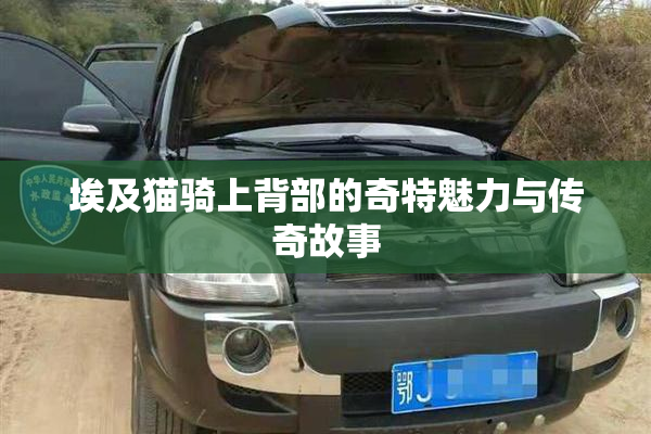 埃及猫骑上背部的奇特魅力与传奇故事