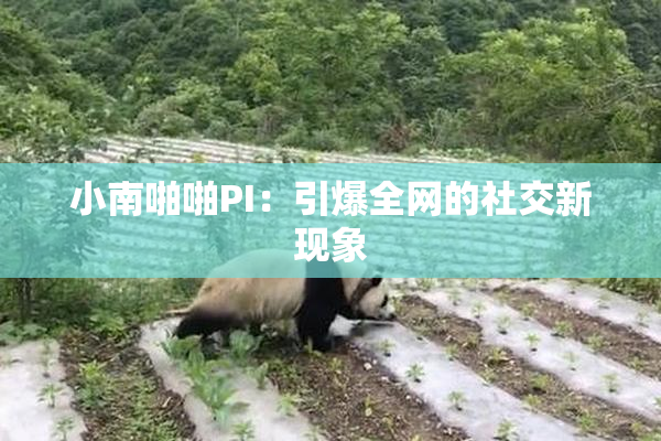 小南啪啪PI：引爆全网的社交新现象