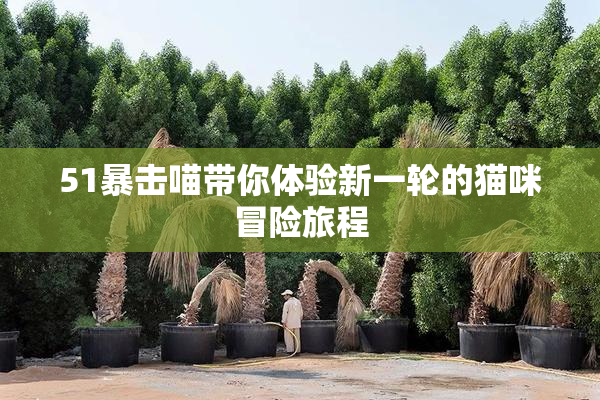 51暴击喵带你体验新一轮的猫咪冒险旅程
